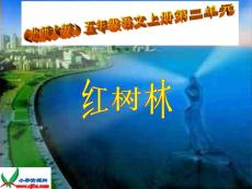 北师大版第九册《红树林》PPT课件1
