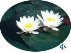 三年级语文课件：花钟