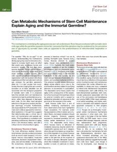 Can Metabolic Mechanisms of Stem Cell Maintenance Explain Aging and the Immortal Germline