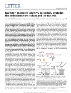 Receptor-mediated selective autophagy degrades the endoplasmic reticulum and the nucleus