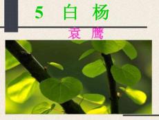 三年级语文课件 白杨
