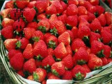 草莓栽培和冷藏保鲜技术