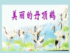 苏教版二年级语文上册课件：美丽的丹顶鹤