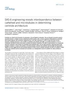 ncb3329-SAS-6 engineering reveals interdependence between cartwheel and microtubules in determining centriole architecture