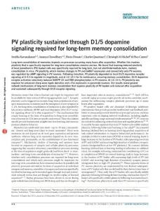 nn.4231-PV plasticity sustained through D1-5 dopamine signaling required for long-term memory consolidation