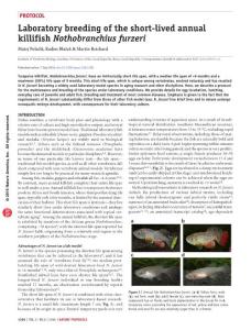 nprot.2016.080-Laboratory breeding of the short-lived annual killifish Nothobranchius furzeri