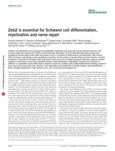 nn.4321-Zeb2 is essential for Schwann cell differentiation, myelination and nerve repair