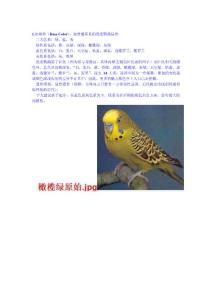虎皮鹦鹉品种全集附图以及各种派特的育种技巧