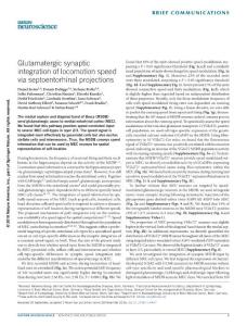 nn.4447-Glutamatergic synaptic integration of locomotion speed via septoentorhinal projections