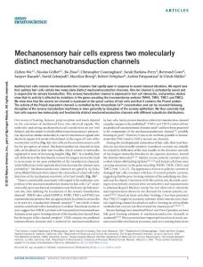 nn.4449-Mechanosensory hair cells express two molecularly distinct mechanotransduction channels