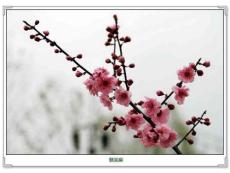 摄影摄像：桃花朵朵开