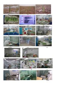 绿芦笋生产工艺流程图示