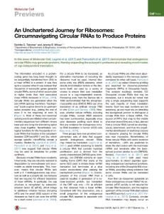 Molecular Cell-2017-An Unchartered Journey for Ribosomes Circumnavigating Circular RNAs to Produce Proteins