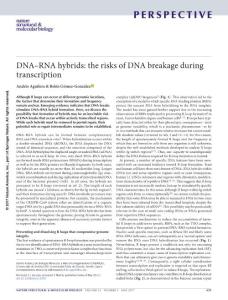 nsmb.3395-DNA–RNA hybrids- the risks of DNA breakage during transcription