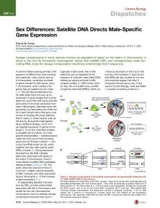 Current-Biology_2017_Sex-Differences-Satellite-DNA-Directs-Male-Specific-Gene-Expression