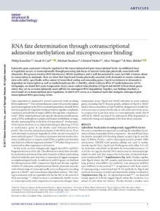 nsmb.3419-RNA fate determination through cotranscriptional adenosine methylation and microprocessor binding