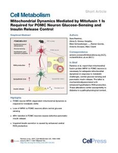 Cell-Metabolism_2017_Mitochondrial-Dynamics-Mediated-by-Mitofusin-1-Is-Required-for-POMC-Neuron-Glucose-Sensing-and-Insulin-Release-Control