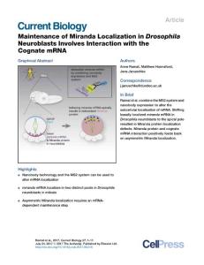 Current Biology-2017-Maintenance of Miranda Localization in Drosophila Neuroblasts Involves Interaction with the Cognate mRNA