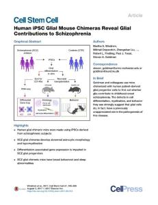 Cell-Stem-Cell_2017_Human-iPSC-Glial-Mouse-Chimeras-Reveal-Glial-Contributions-to-Schizophrenia