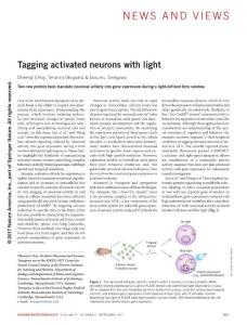 nbt.3954-Tagging activated neurons with light