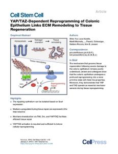 YAP-TAZ-Dependent-Reprogramming-of-Colonic-Epithelium-Links-EC_2017_Cell-Ste