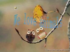 we love animals
