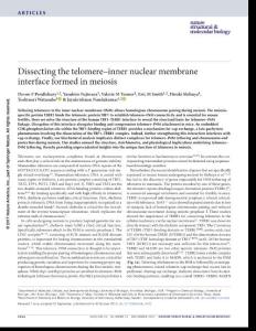 nsmb.3493-Dissecting the telomere–inner nuclear membrane interface formed in meiosis
