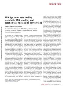 nmeth.4608-RNA dynamics revealed by metabolic RNA labeling and biochemical nucleoside conversions