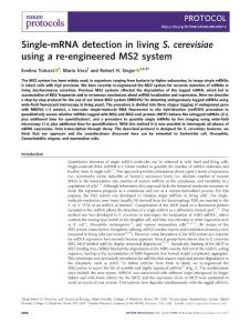 nprot.2018-Single-mRNA detection in living S. cerevisiae using a re-engineered MS2 system