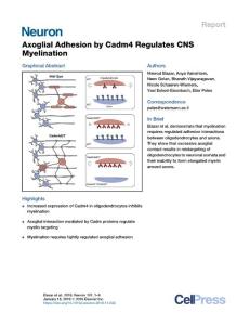 Axoglial-Adhesion-by-Cadm4-Regulates-CNS-Myelination_2018_Neuron