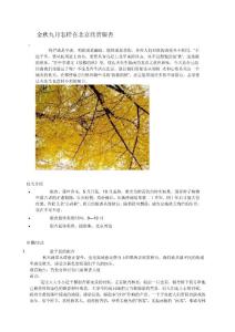金秋九月怎样在北京欣赏银杏