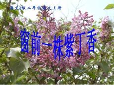 二年级语文上册 窗前一株紫丁香 2课件 语文S版