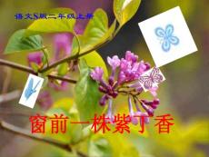 二年级语文上册 窗前一株紫丁香 3课件 语文S版