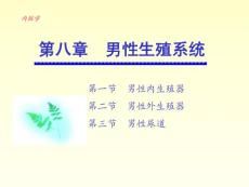 中国医科大基础医学系统解剖学PPT课件 第八章 男性生殖系统