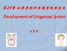 哈尔滨医科大基础医学组织学与胚胎学PPT课件 泌尿系统和生殖系统的发生