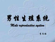 哈尔滨医科大基础医学组织学与胚胎学PPT课件 男性生殖系统