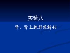 实验八肾、肾上腺影像解剖