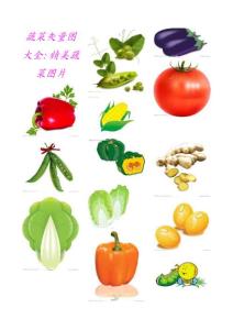 蔬菜矢量图大全：精美蔬菜图片，插图素材