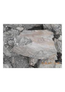 化石图片4-DSCN0636