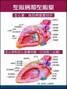 心脏解剖图谱
