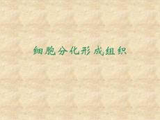 细胞分化形成组织