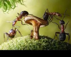 【摄影精品】蚂蚁世界的童话生活
