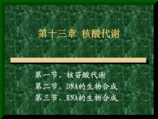 12.Chapter13 核酸代谢