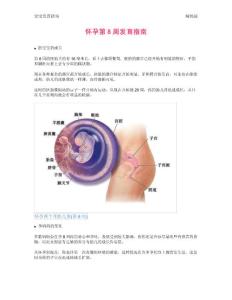 【怀孕指南】怀孕第8周发育指南