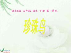 珍珠鸟课件（语文S版语文五年级下册）