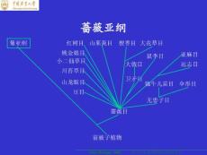 《植物生物学》16-3 被子植物主要类群（三）