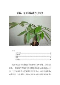 盆栽小发财树栽植养护方法