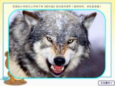 苏教版小学语文三年级下册《狼和鹿》精品教学课件（最新制作，含配套教案）