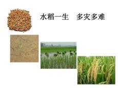 水稻病虫害防治农户版全