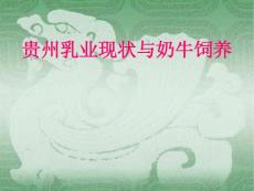 奶牛饲养